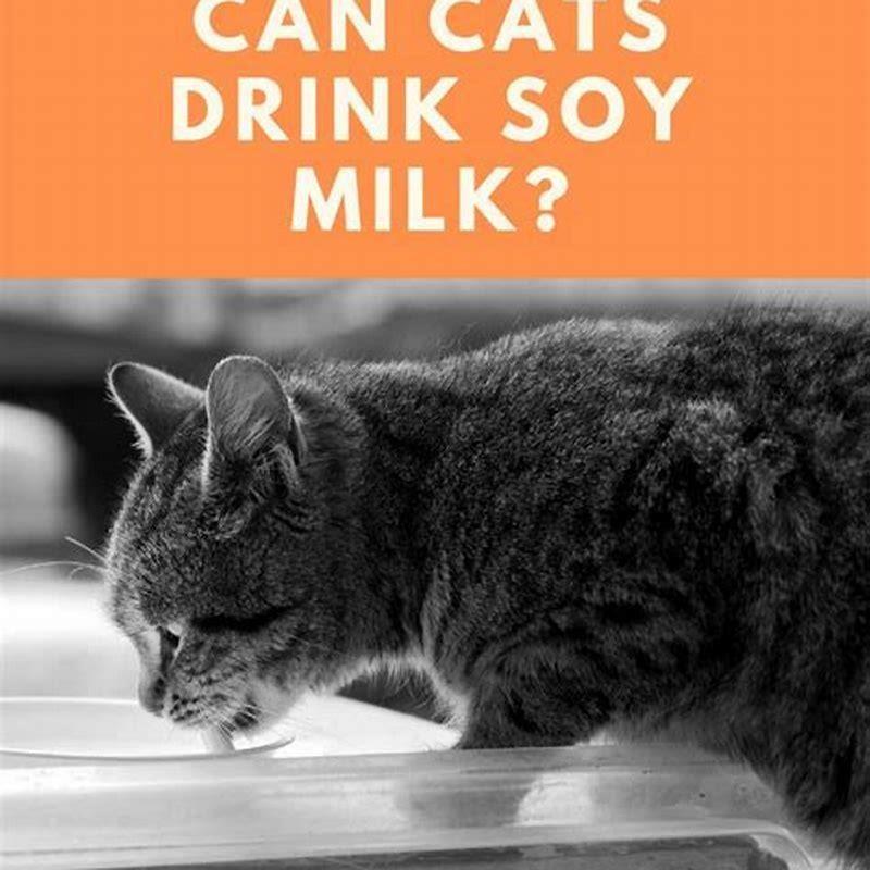 Does milk make cats happy?