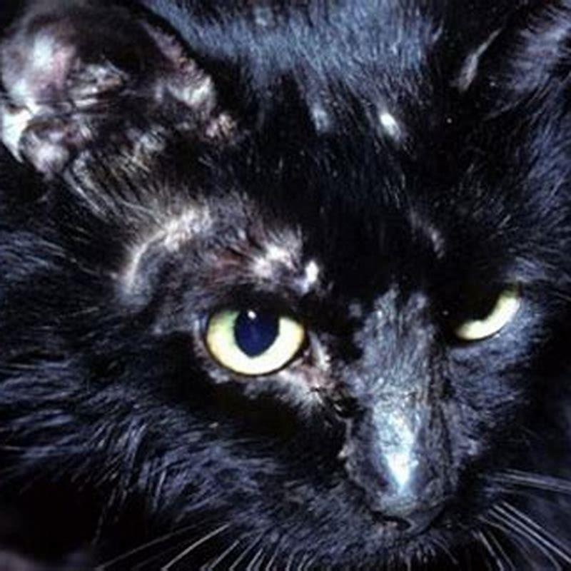 does-ringworm-naturally-go-away-in-cats-diy-seattle