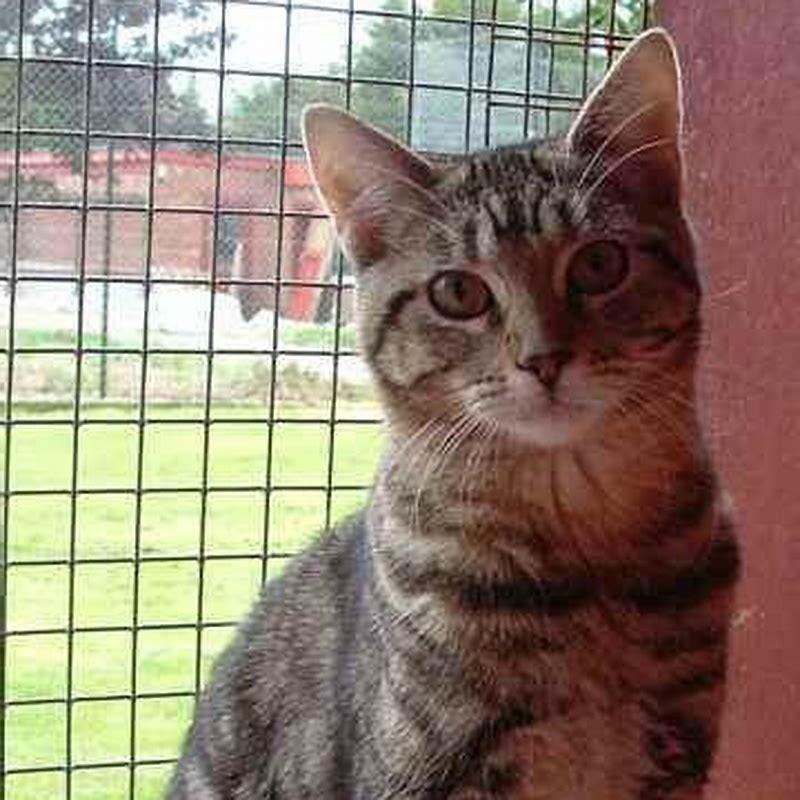 How are Bengals different from other cats?