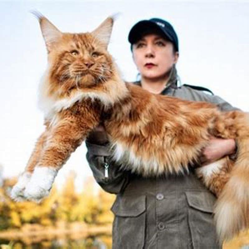 How big are Maine Coon cats compared to other cats? - DIY Seattle