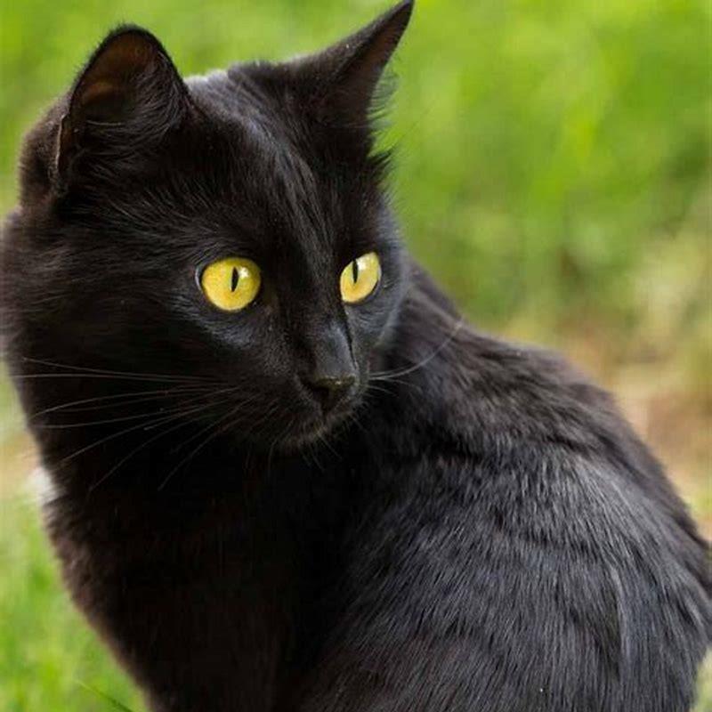 How Big Do Domestic Shorthair Cats Grow DIY Seattle