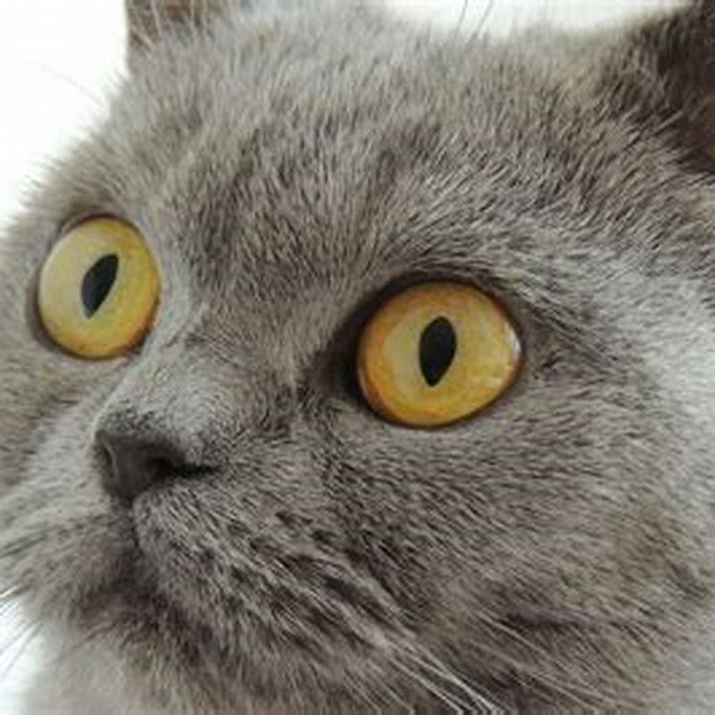 How big do male British shorthair cats get?