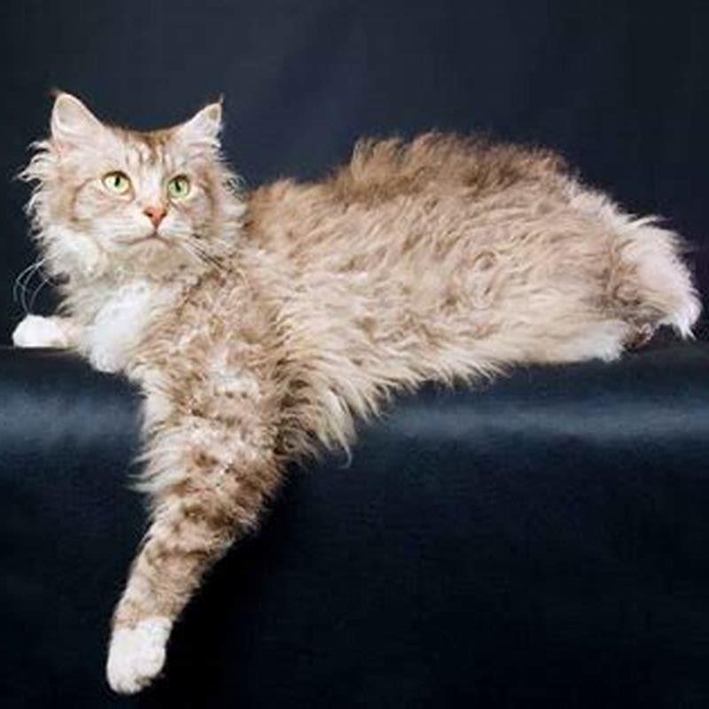 How big is a LaPerm cat?