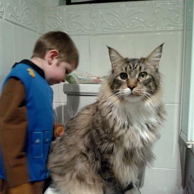 How big is the largest Maine Coon cat?