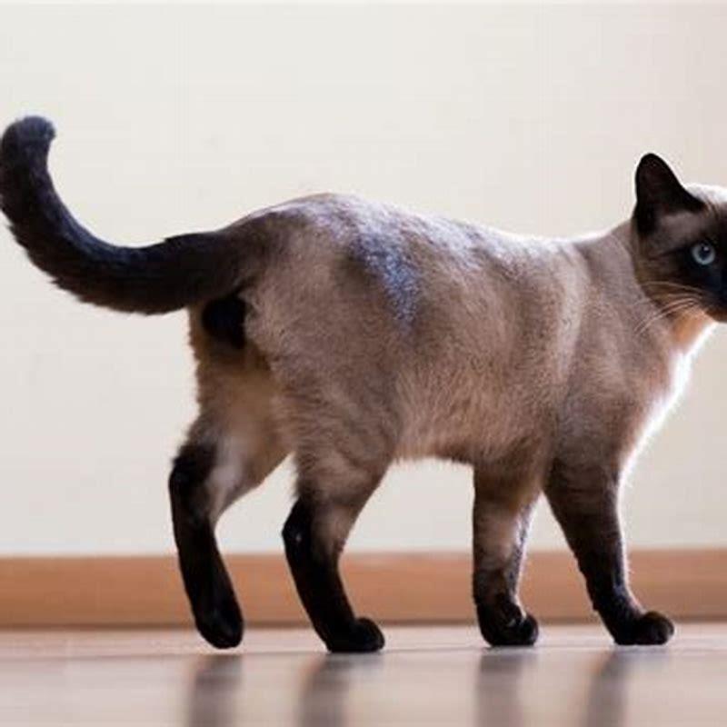 How big will a Siamese cat get?