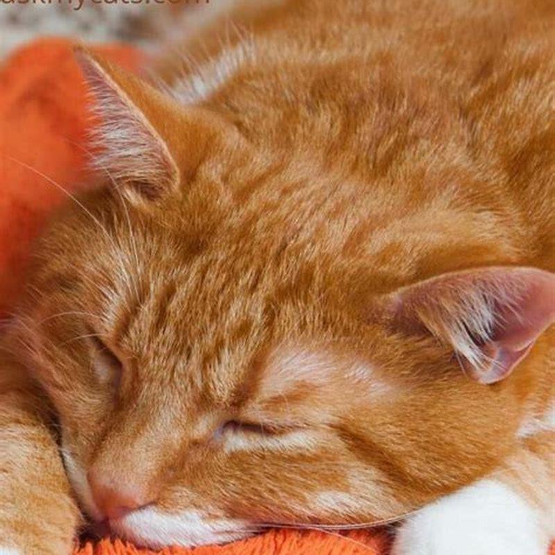 How can I deworm my cat myself?