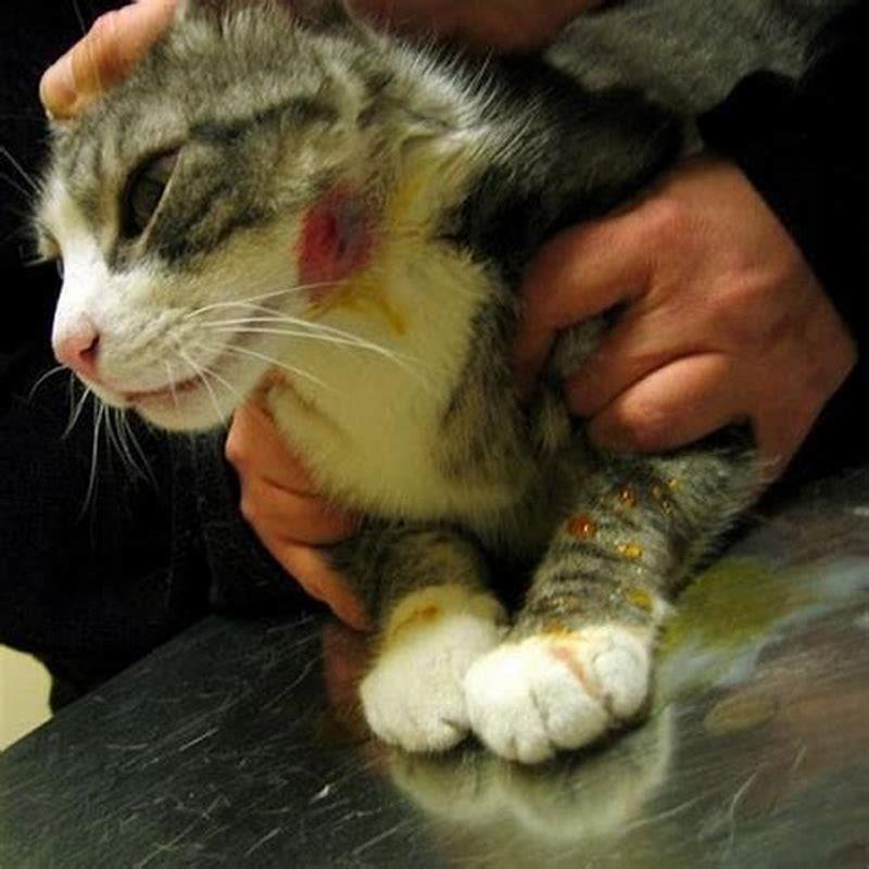 How can I easily catch a cat?