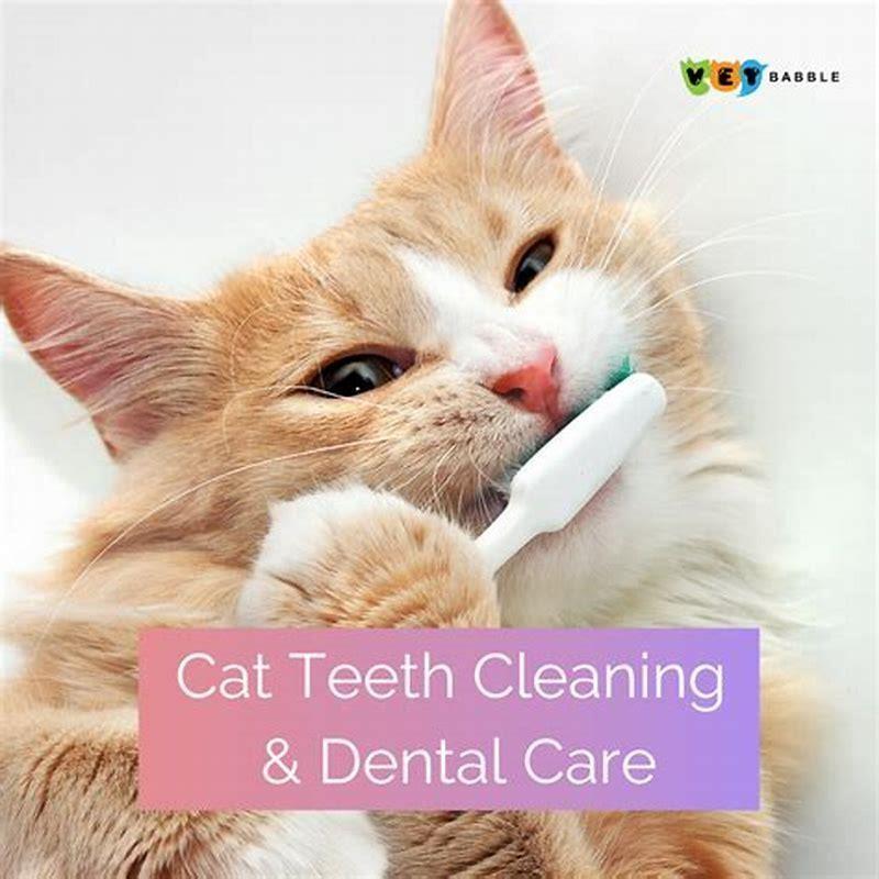 How can I keep my cats teeth clean without brushing?