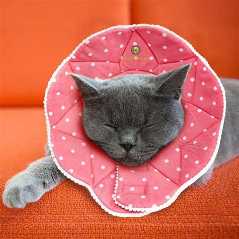 How can I make my cat comfortable with a cone?