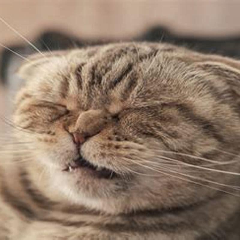How can I make my cat sneeze?