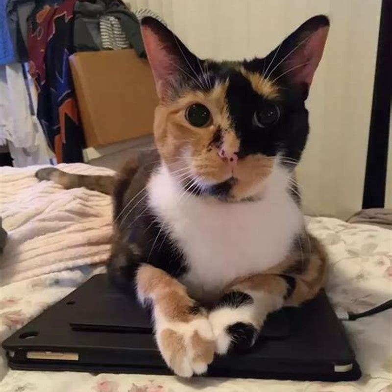 How can I predict the color of my kitten?