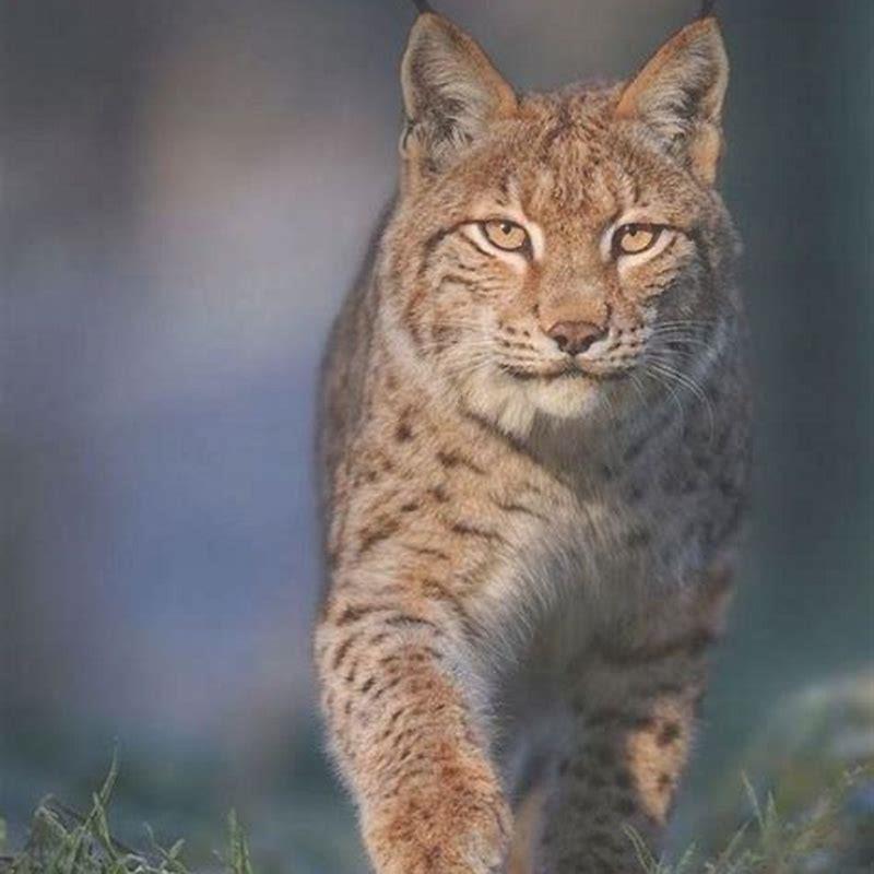 How can I tell if my cat is a lynx?