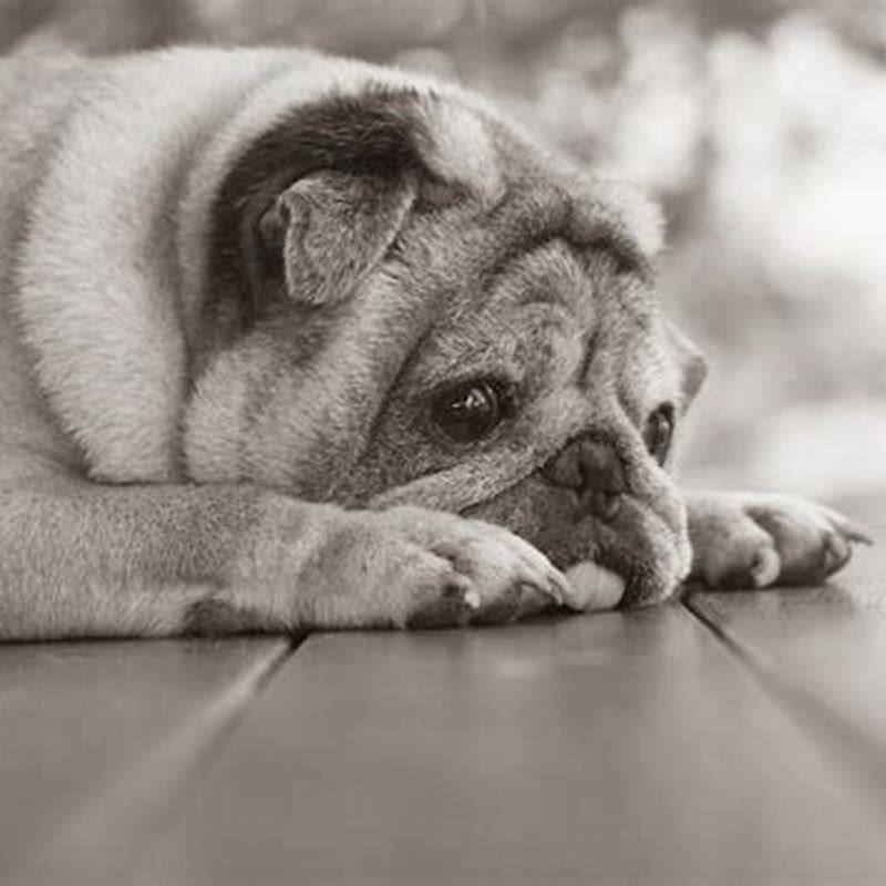 How can I treat my cat for parvo at home?