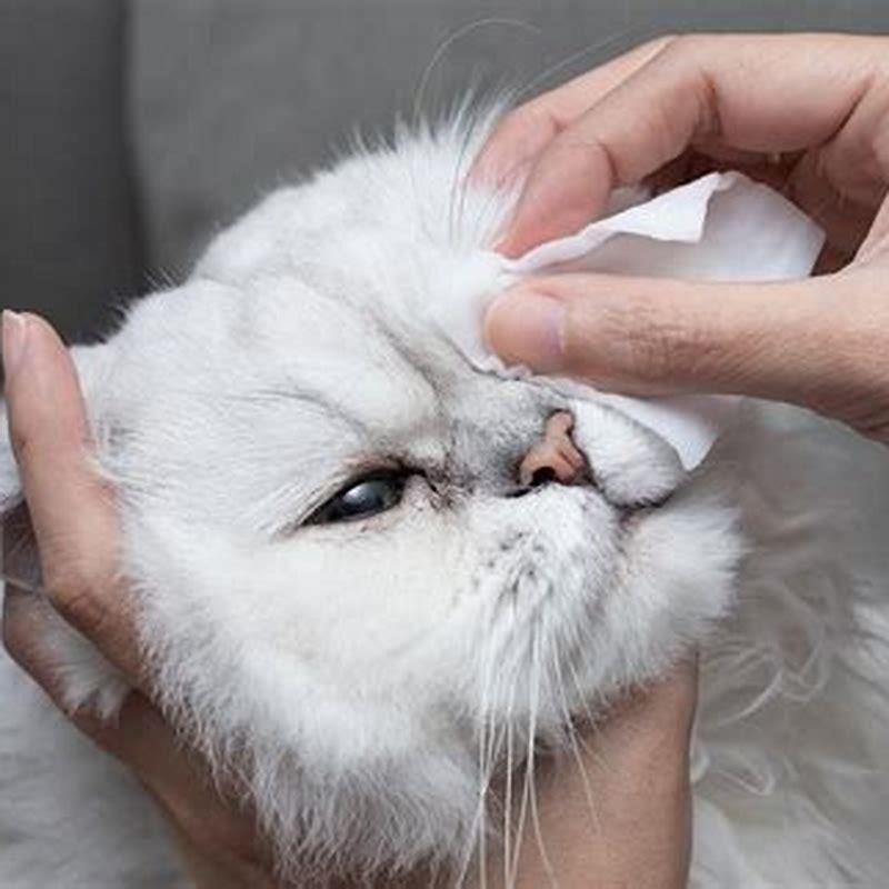 How Can I Treat My Cats Eye Discharge At Home Diy Seattle