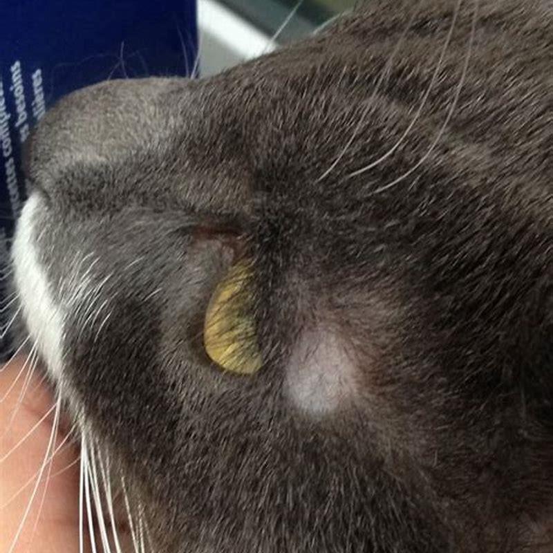 Can My Dog Get Ringworm From Eating Cat Poop