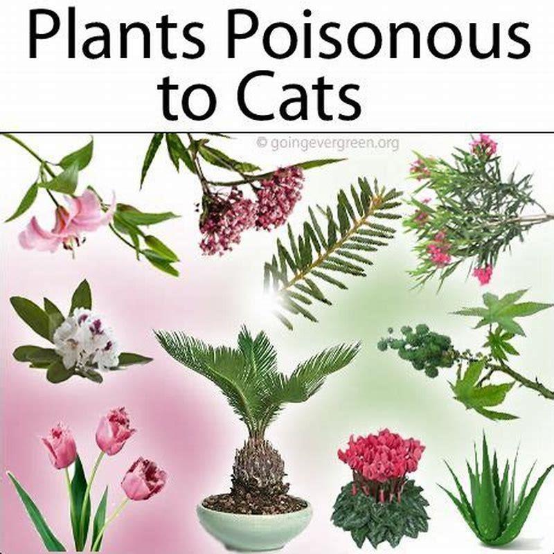 How can you tell if a plant is poisonous to cats? DIY Seattle