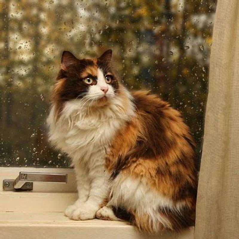 How can you tell if your cat is a Ragamuffin?