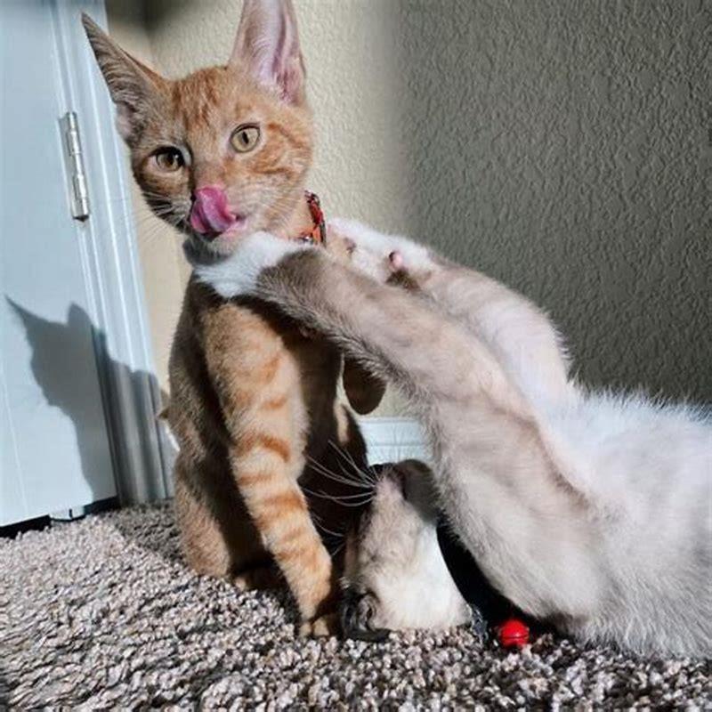 How can you tell the difference between cats playing and fighting?