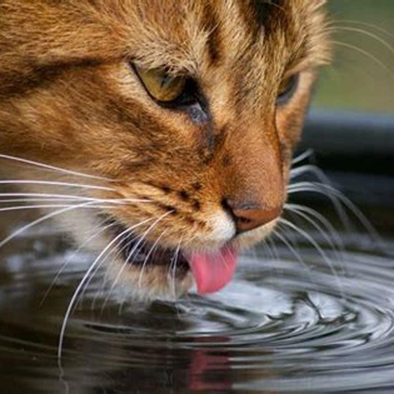 how-cats-drink-water-close-up-diy-seattle