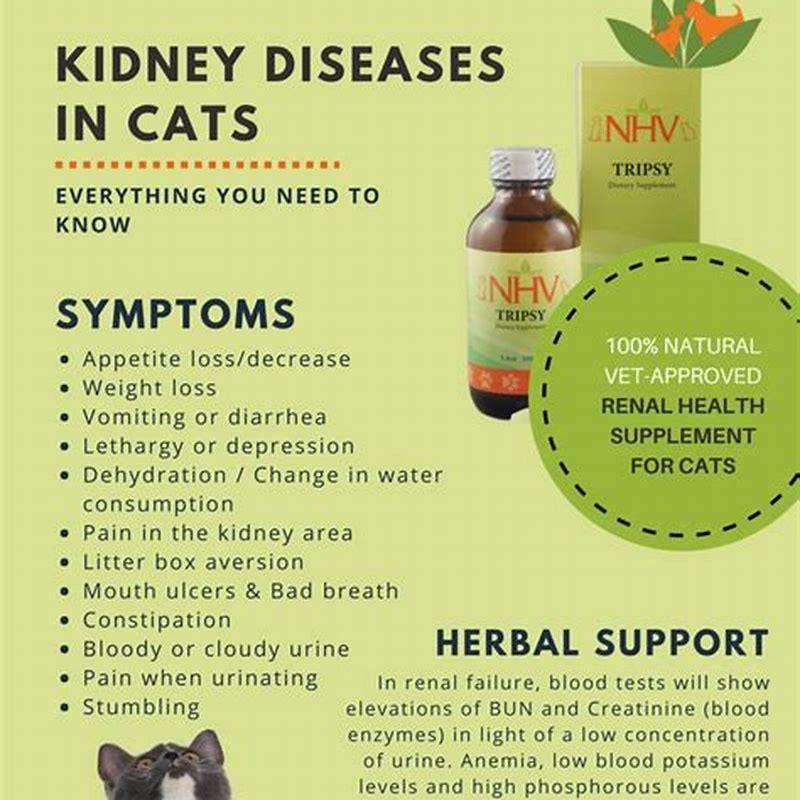 Home Remedies For Kidney Failure In Cats