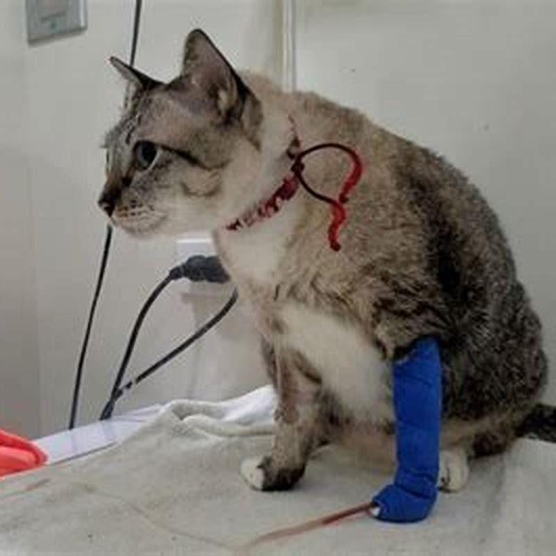 how-contagious-is-feline-leukemia-to-other-cats-diy-seattle