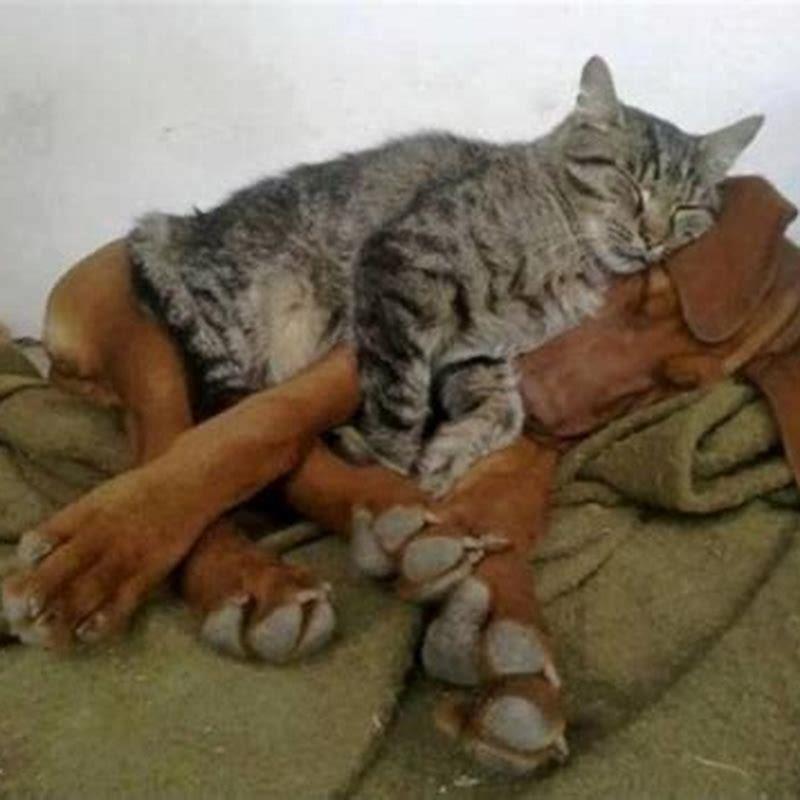How did cats and dogs become enemies?