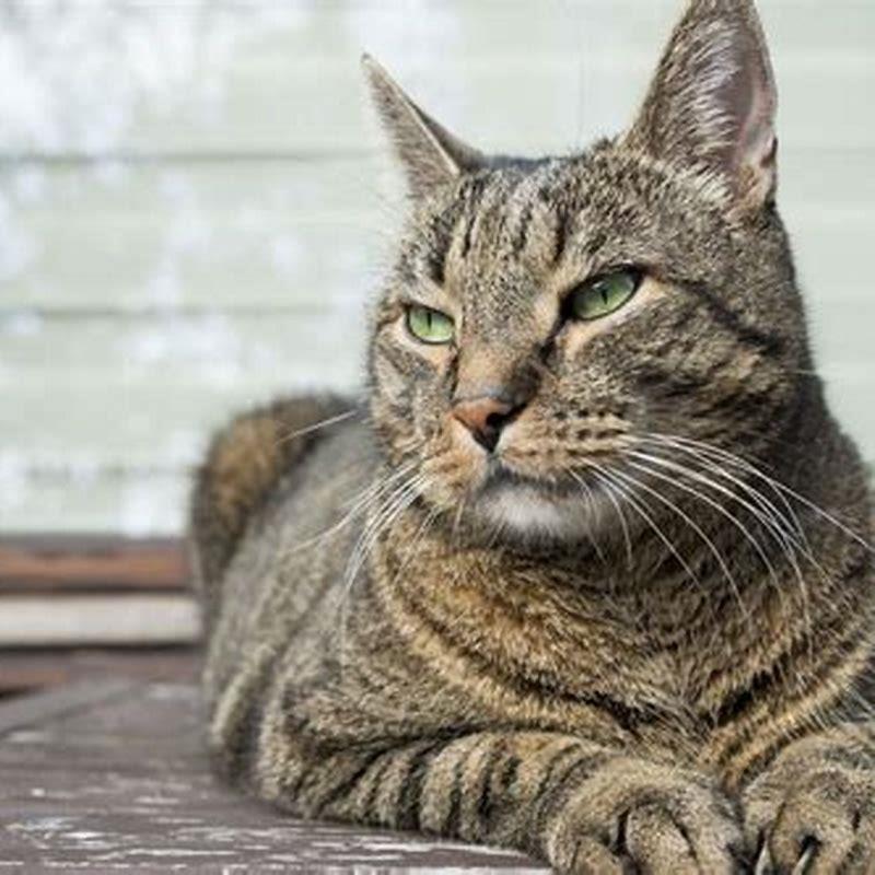 How did cats become cats?