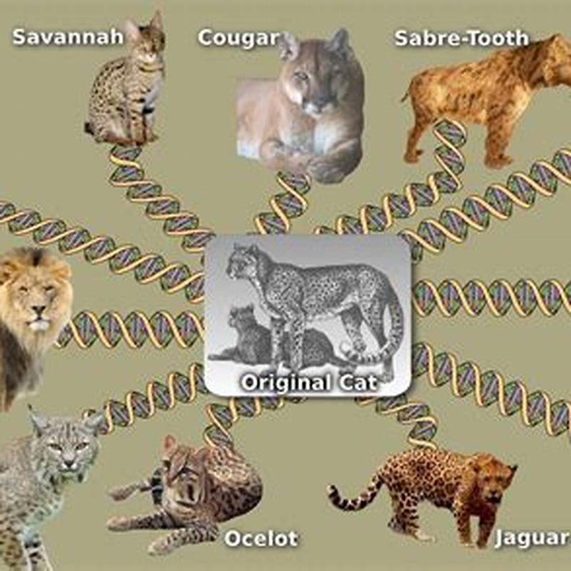 How did cats evolve over time? - DIY Seattle