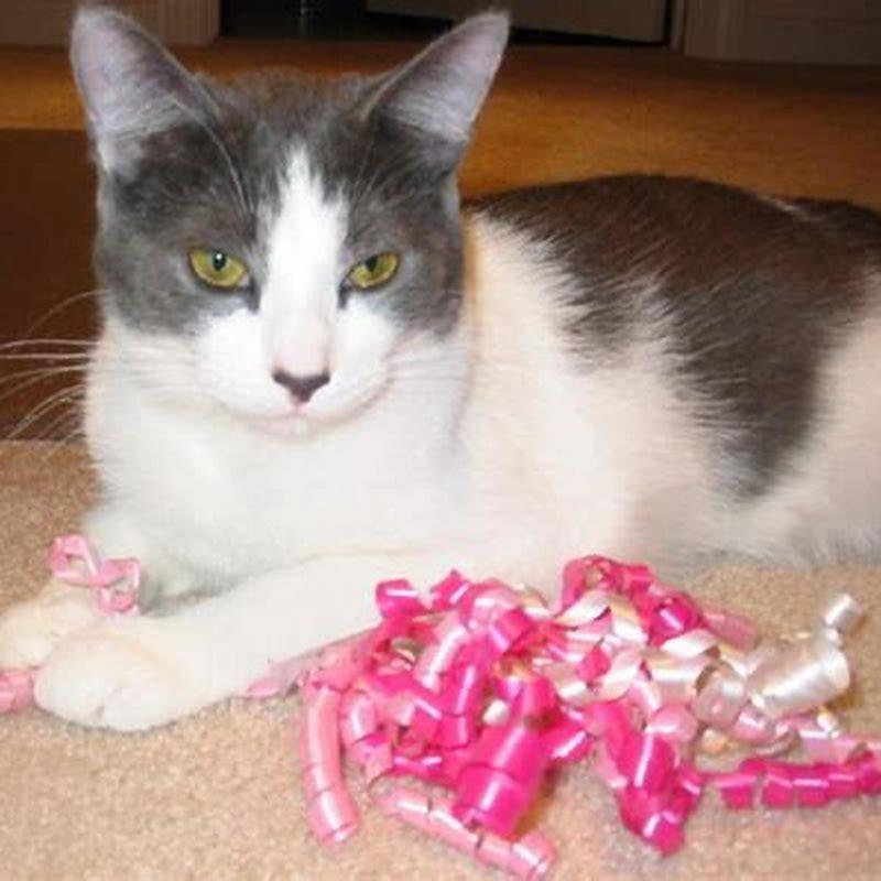 How Did House Cats Come To Exist DIY Seattle