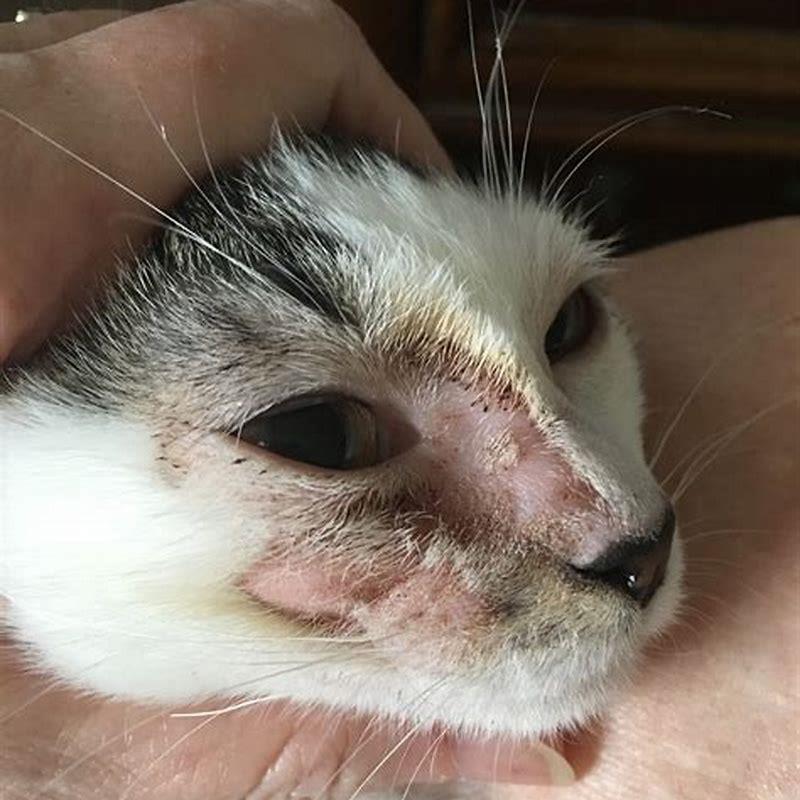 How did my cat get stomatitis?
