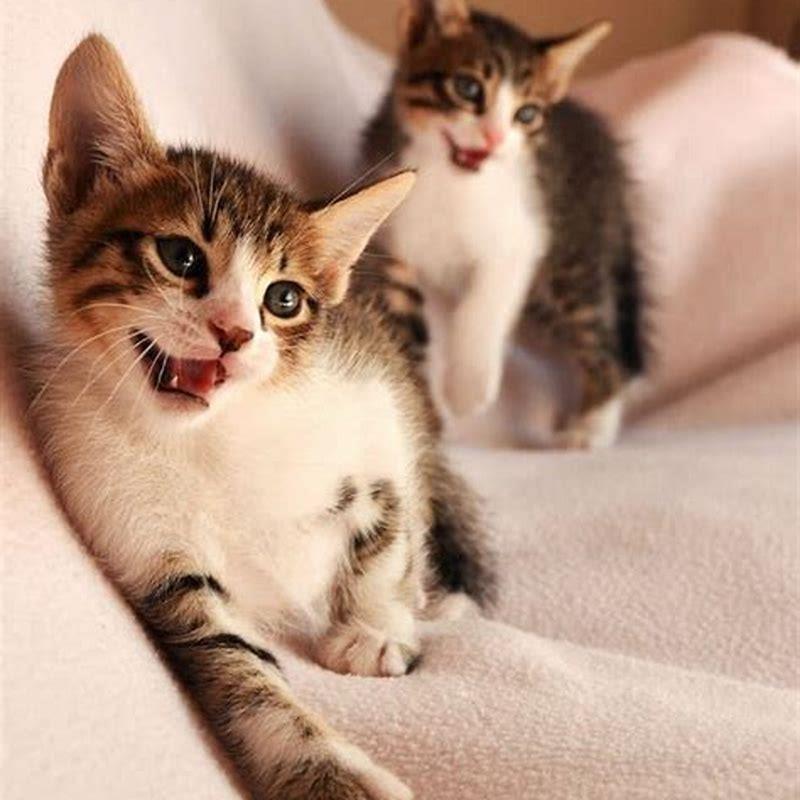 How Do Cat Maintain Homeostasis DIY Seattle