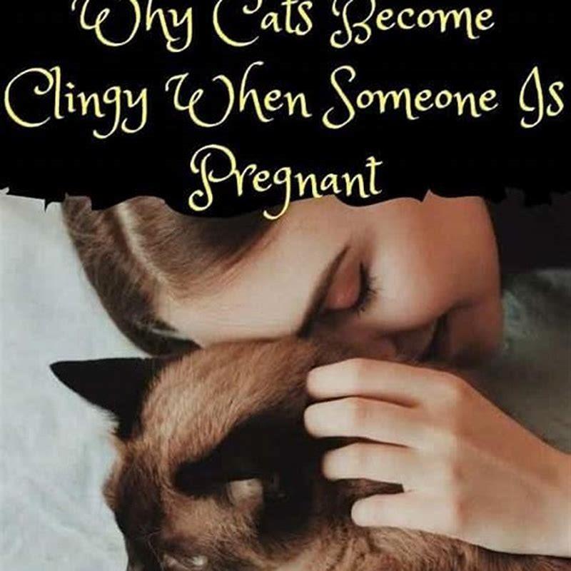 How Do Cats Act When They Get Pregnant