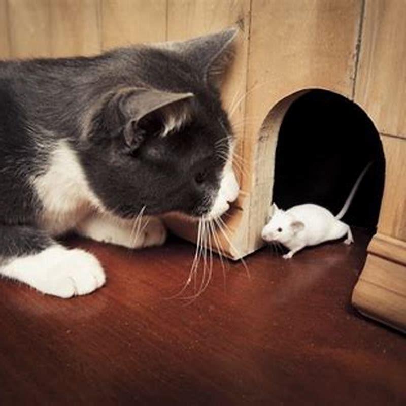 How Do Cats Catch Mice DIY Seattle