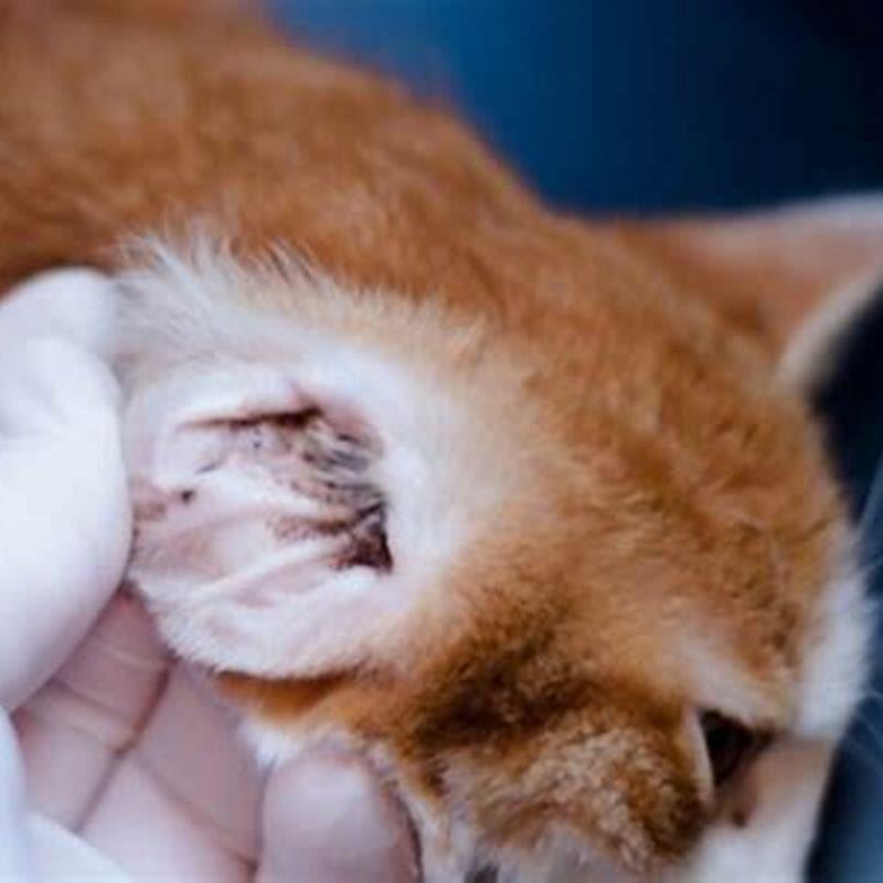 how-do-cats-get-ear-mites-in-cats-diy-seattle