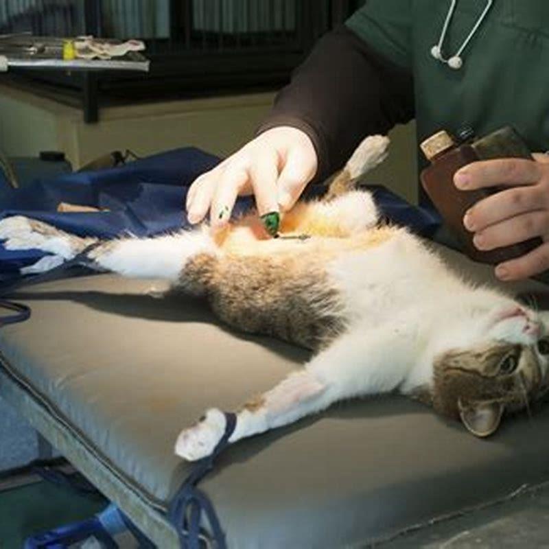 How do cats get spayed?