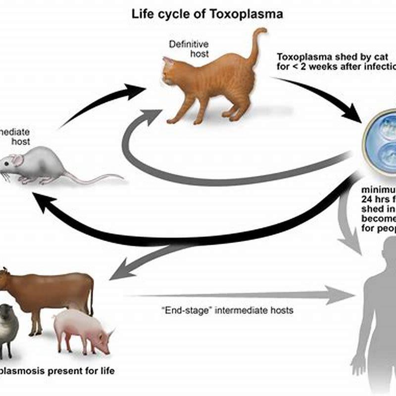 How do cats get toxoplasmosis? - DIY Seattle