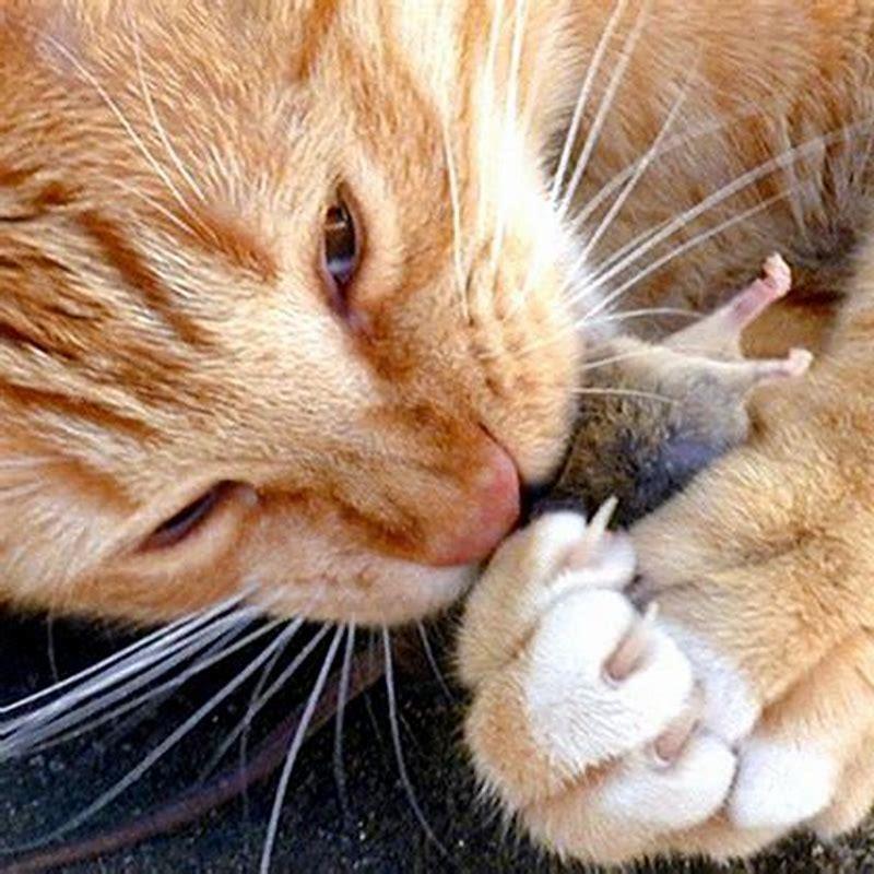 How Do Cats Kill Rats DIY Seattle