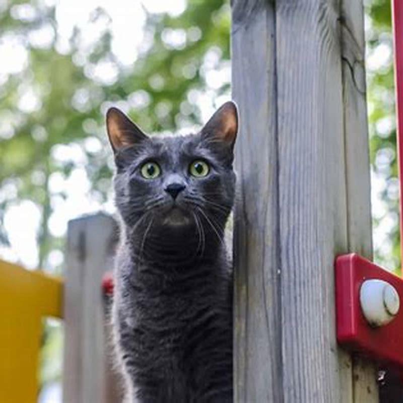 How do cats let off heat?