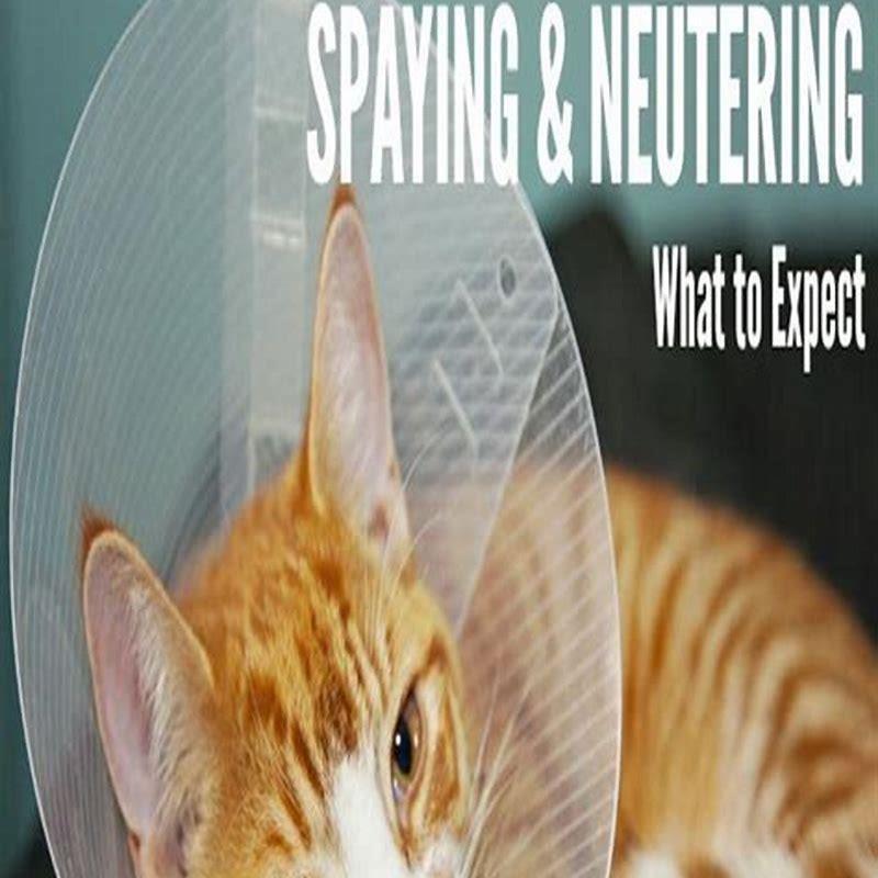 How do cats normally act after being spayed? DIY Seattle