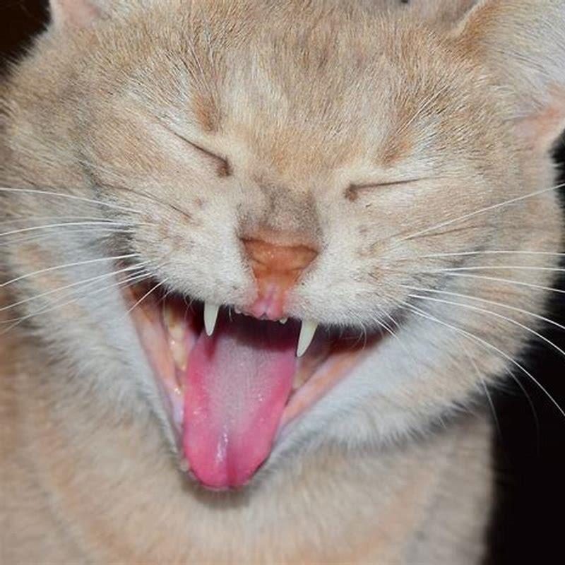 How do cats poop?