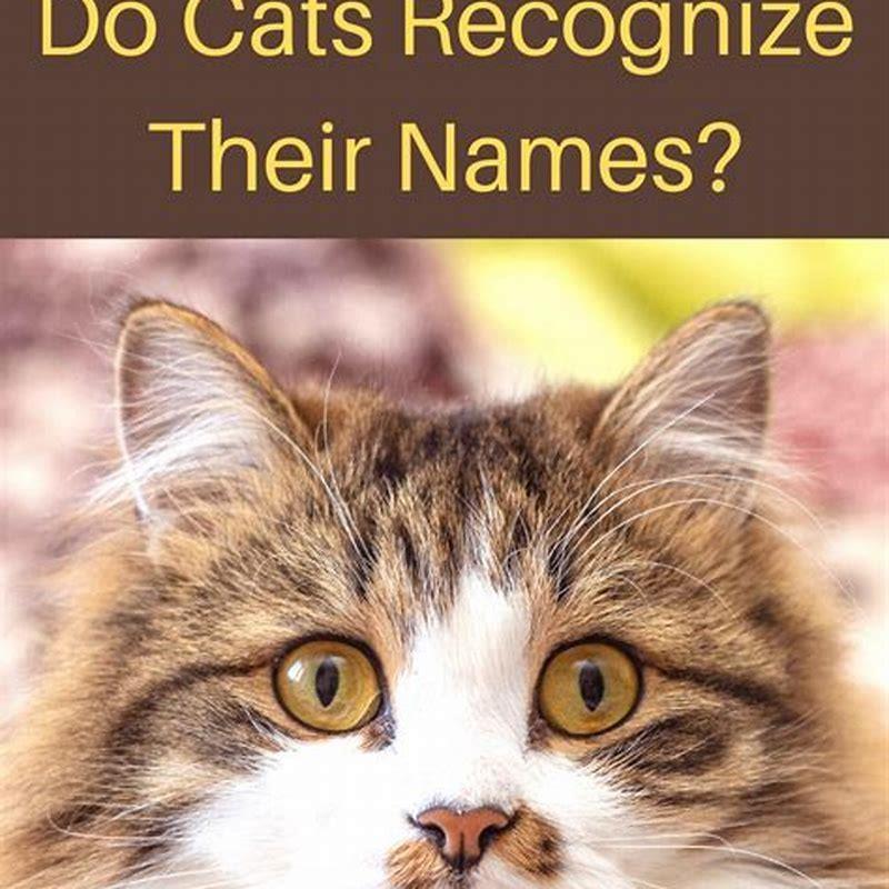 How do cats recognize their names? - DIY Seattle