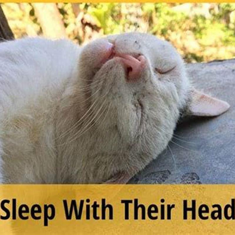 how-do-cats-sleep-with-their-heads-up-diy-seattle