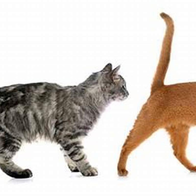 how-do-cats-tails-move-diy-seattle