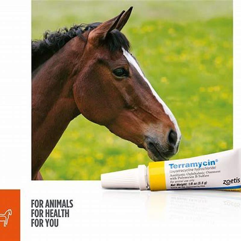 How do I apply Terramycin ointment to my cat?