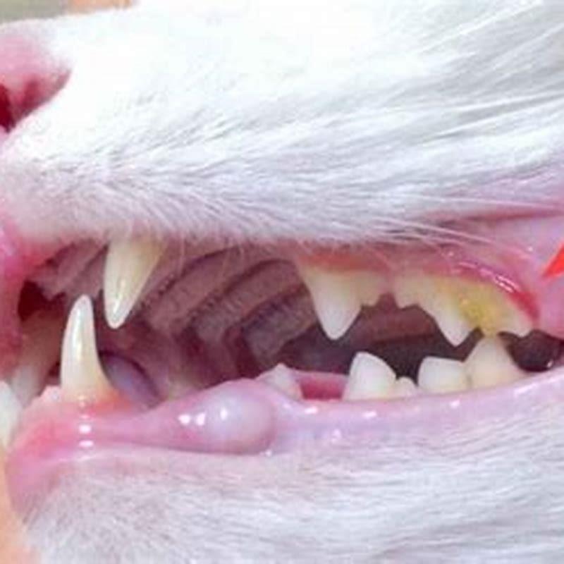 How Do I Clean The Tartar Off My Cats Teeth DIY Seattle