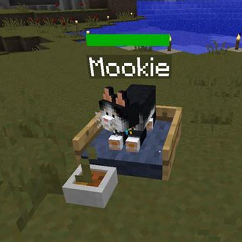 how-do-i-feed-a-cat-in-minecraft-diy-seattle