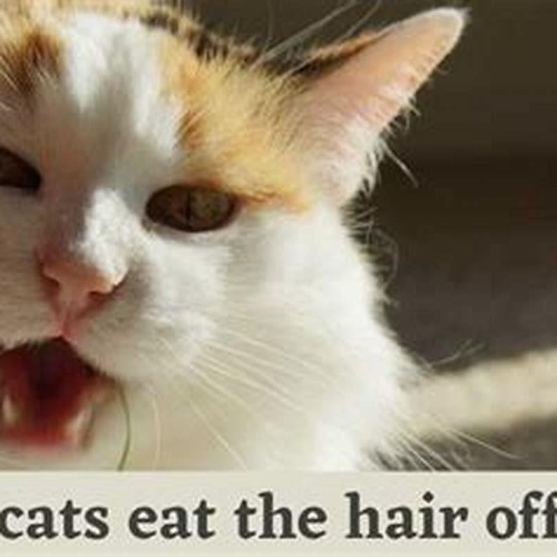 How do I get my cat to stop eating my hair?