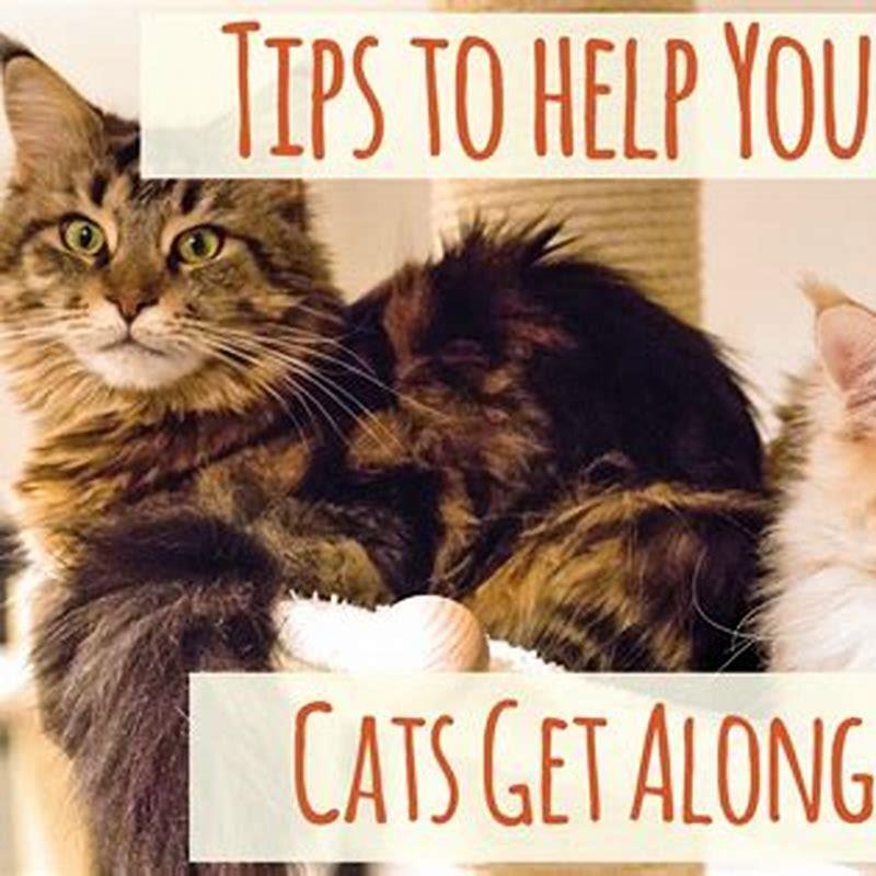 How do I get my cat to stop nursing her kittens?