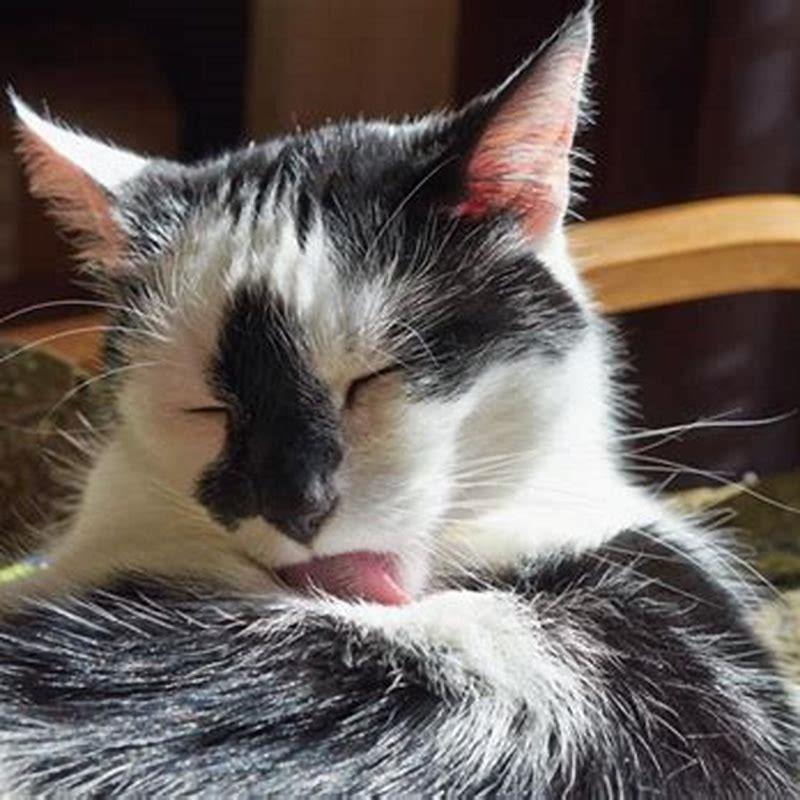 How do I get my cat to stop over grooming?