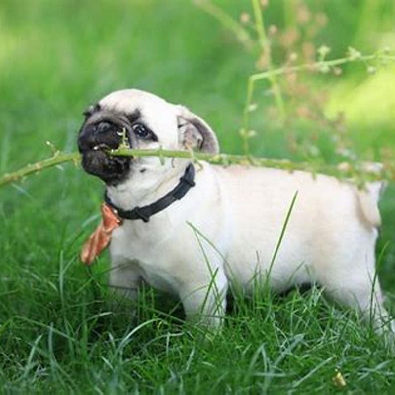 How do I get my dog to stop hating my cat?